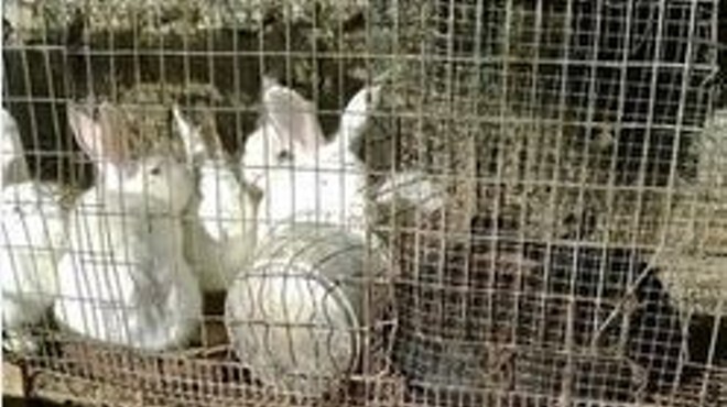 Judge Orders Return Of 252 Animals: "No Credible Evidence" of Abuse