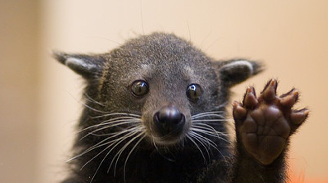 This is a bearcat. It is not the most intimidating creature one could choose for a mascot.