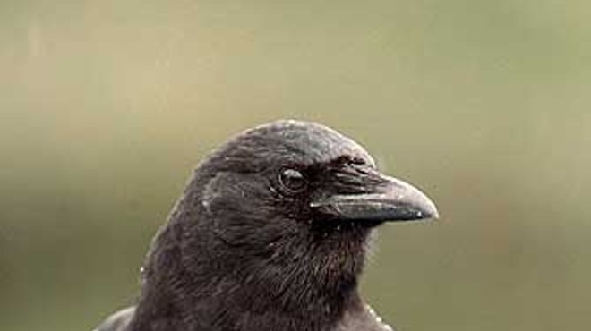 Corvus brachyrhynchos, also known as the American Crow. I hear they're delicious broiled.