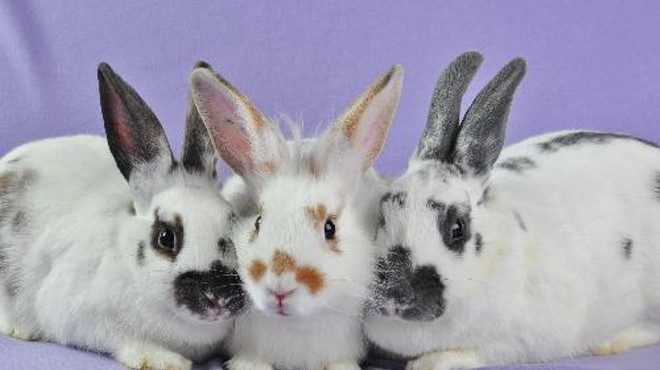 Pringle, Pretzel and Poptart: They survived the great flood of May 2011. Now they need a new home.