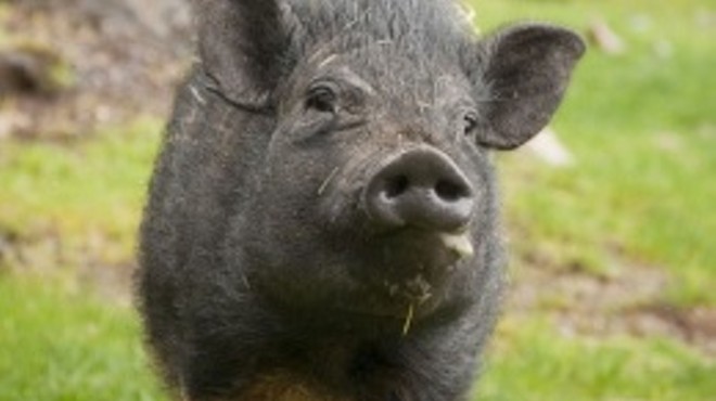 A pot-bellied pig like this was finally shot in Fairview Heights on Sunday