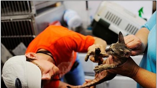 28 Cats Rescued From Columbia Motel 6