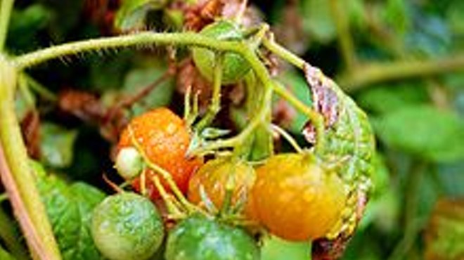 Grape Tomatoes Recalled for Potential Salmonella Contamination