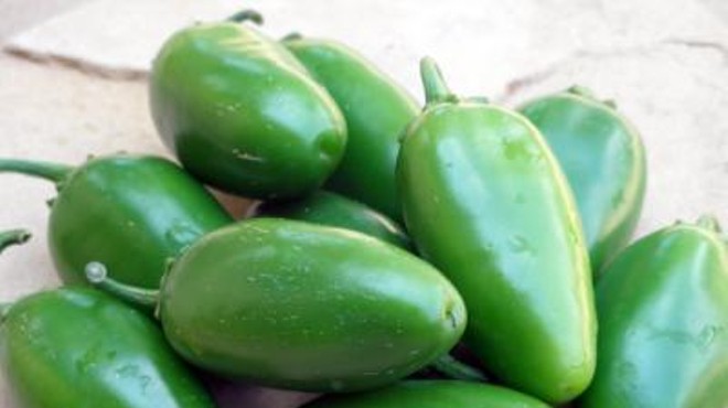 The new jalapeno variety is medium hot with large fruit.