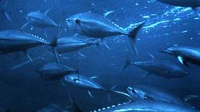 It's hard out there for a yellowfin tuna.