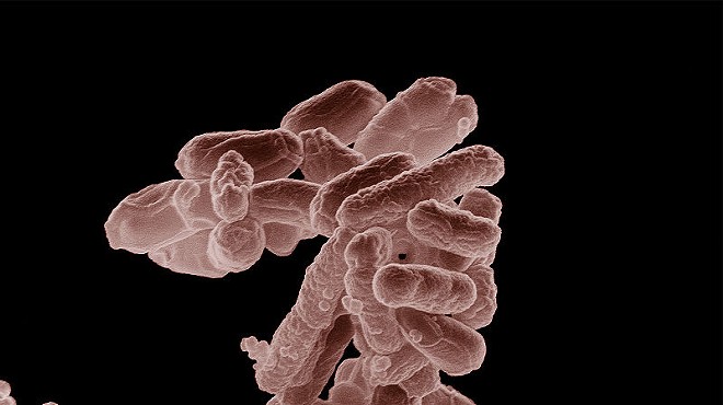 E. coli (and other pathogens): Fewer cases, still deadly.