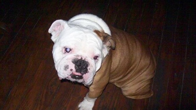 UPDATE: Tank the Bulldog Stolen from Safely Home at O'Malley's Irish Pub