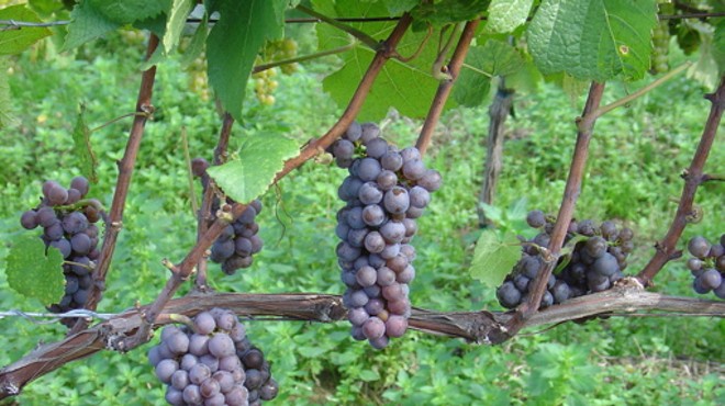 This here is your pinot gris grape (a.k.a. pinot grigio), near as we can tell.