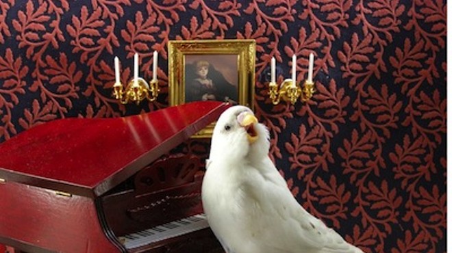 The Six Best Songs About Birds