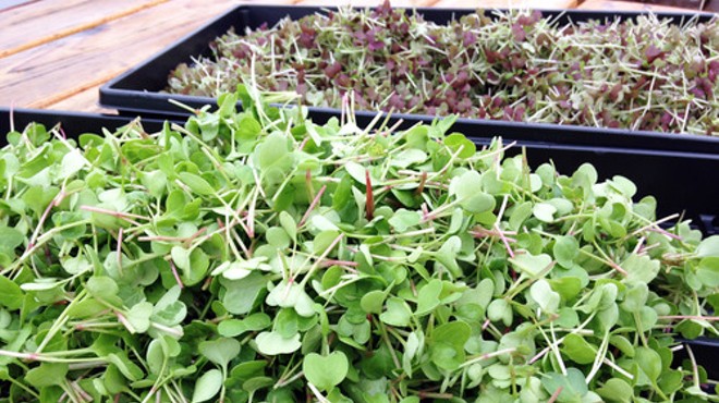 FOOD ROOF's "spicy" microgreens blend