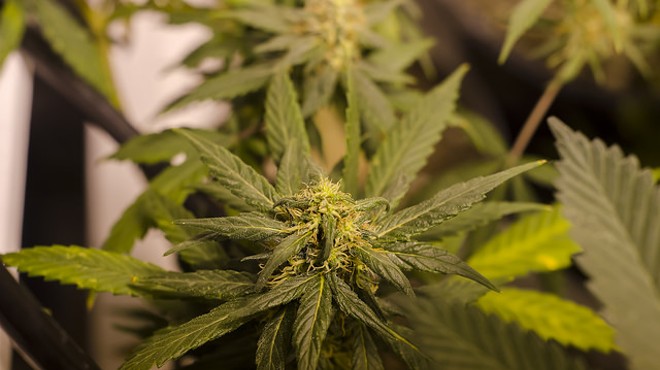 Missouri Medical Marijuana Backers File Petition to Allow Vote in 2016