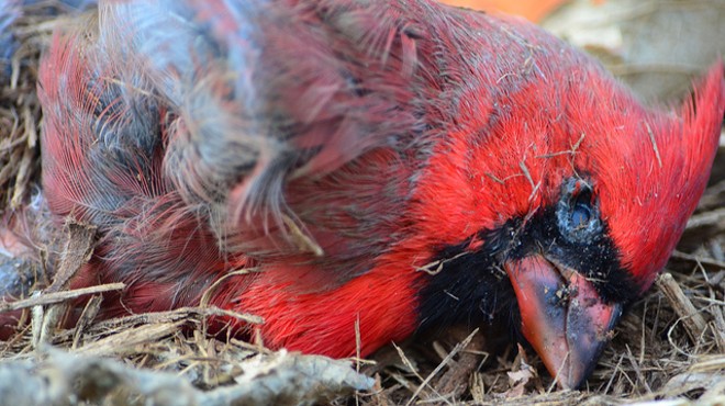 10 Sad Tweets Mourning the Cardinals Loss