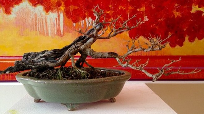 Root and Limb | Art Around Bonsai