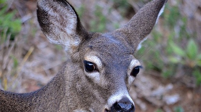 Town &amp; Country Vigil Will Protest City's Deer Cull