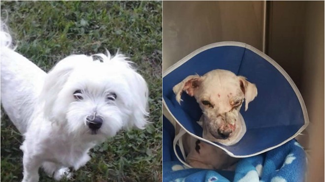 Charlie, before and after he endured chemical burns last week.