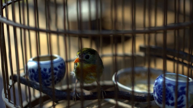 PETA Wants to Convert Maya Angelou’s Home Into a (Literal) Caged Bird Museum
