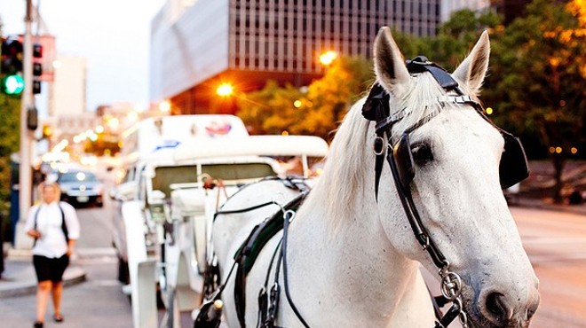 For the last six months, horse carriages in St. Louis city and county have operated regulation-free.