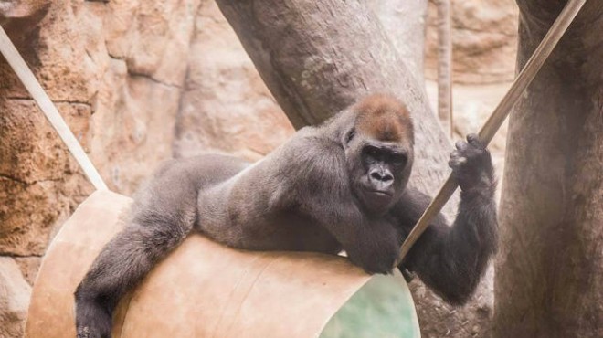 Sexy St. Louis Zoo Gorilla Came in Like a Wrecking Ball