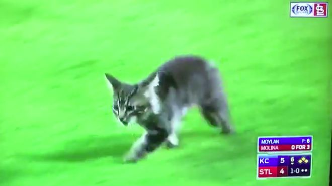The Cardinals' Rally Cat Is the Best Thing to Happen at Busch Stadium in 2017