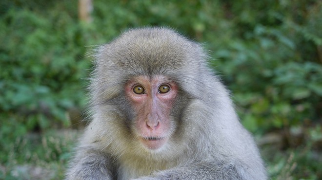 A macaque died while in Washington University's care in June 2017.