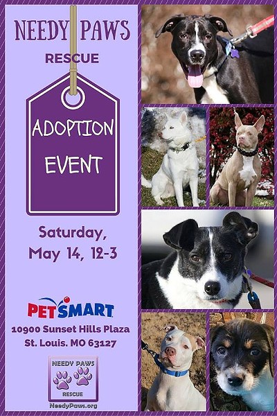 Needy Paws Rescue Dog Adoption Event