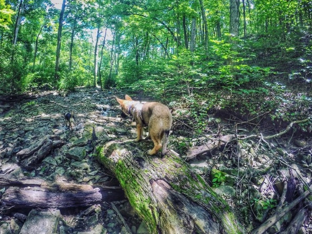 The cave itself was gated in 2009 in an effort to protect its Indiana bats, which are on the endangered species list. However, there are an array of trails around the cave for you to roam -- and your best friend can come with you as long as he's on a leash. Photo courtesy of Instagram / josie_the_gsd.