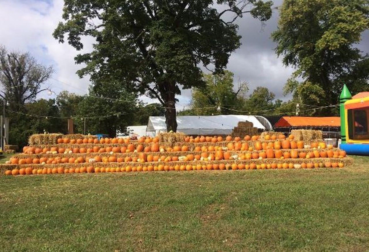Sullivan Farms
16704 New Halls Ferry Road
Florissant, MO 63034
(314) 570-6662
A straw castle maze, pumpkins and hayrides await at Sullivan Farms. Treat yourself to the popular (and fresh baked!) pumpkin, banana nut and zucchini bread along with a side apple cider. Photo courtesy of Instagram / derekshanepringle.