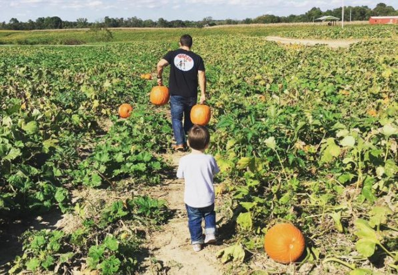 Eckert's
Locations in Belleville, Millstadt and Grafton
There's always something going on at this family farm, and the fall is no different. Pumpkin picking is available at all three locations. Go to the Millstadt Fun Farm, and you'll also find pumpkin cannon shows, a corn maze, haunted hayrides and more. Photo courtesy of Instagram / southernluxessentials.