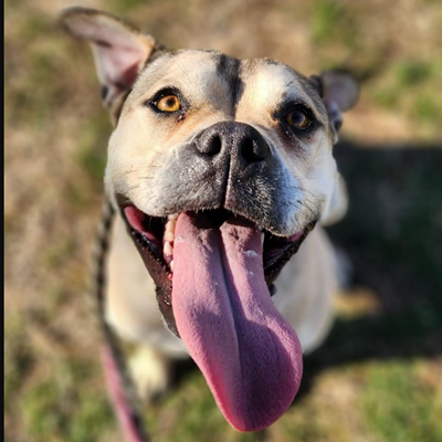 Meet CordovaCordova and her massive tongue are ready to come into your home to give you plenty of puppy kisses! According to CARE STL she is kid- and people-friendly and may be integrated into a home with other dogs. She is 50 pounds, free to adopt and currently living in a foster home.&nbsp;&ldquo;She's still a young girly and likes to be active. She is surprisingly quiet in a home and doesn't seem to be much of a barker. Cordova would appreciate a home where she can be around people a lot and get plenty of play time. She is eager to please and would love to learn more basic training skills,&rdquo; according to CARE STL.&nbsp;