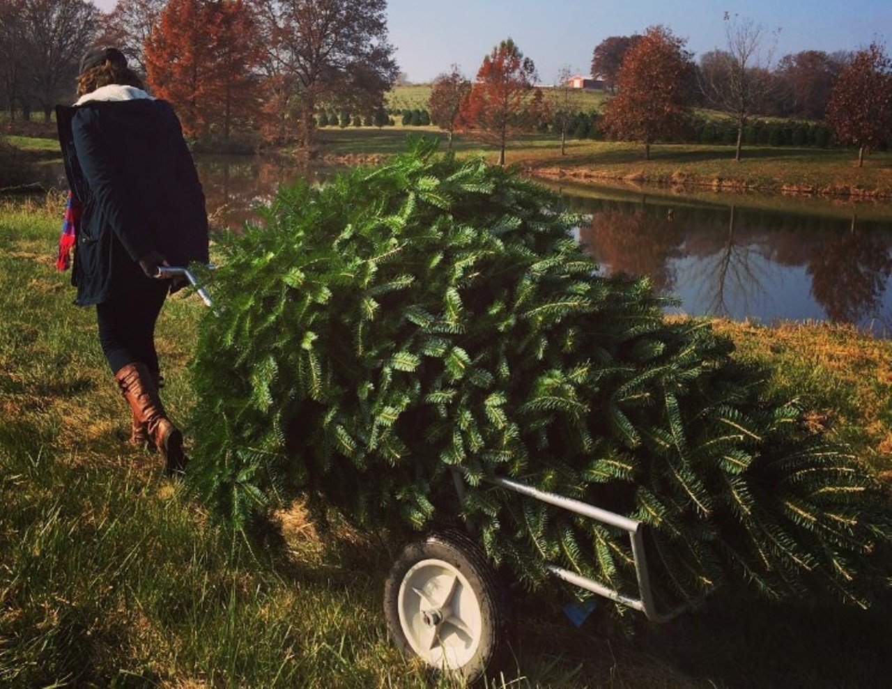 Heritage Valley Tree Farm
1668 4 Mile Rd. 
Washington, MO 63090
(636) 239-7479
The holidays are all about tradition -- and this farm has been family-owned for more than 100 years. Here you can cut your own Christmas tree or select a pre-cut one. Photo courtesy of Instagram / teri_haas.