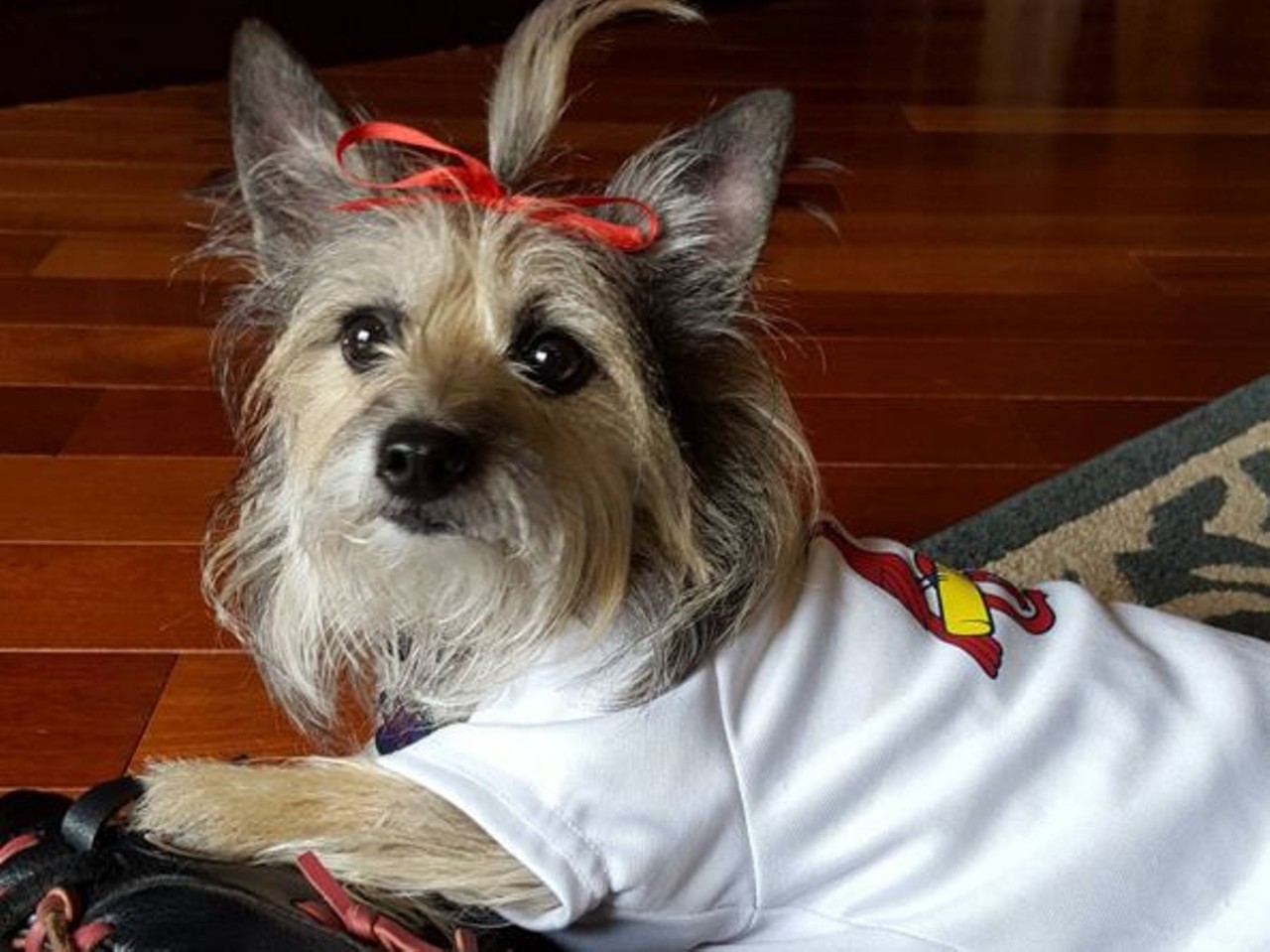 20 of the Cutest Canines of Cardinal Nation