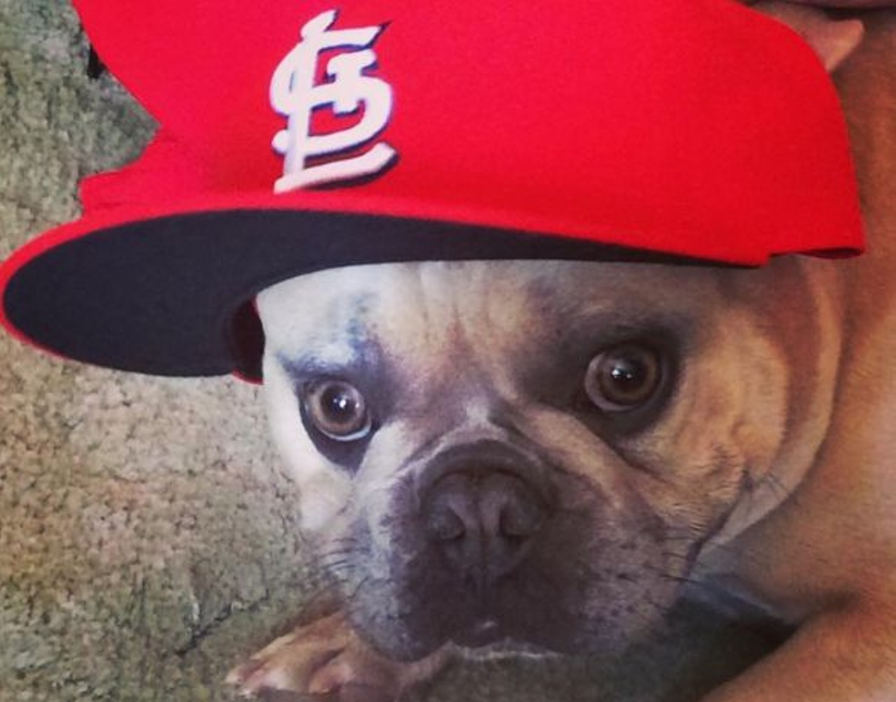 Yes, this dog's name is Yadi Gold. Wouldn't it be great if all dogs had a Cardinals reference in their name? Photo courtesy of Instagram / yadigold_frenchie.