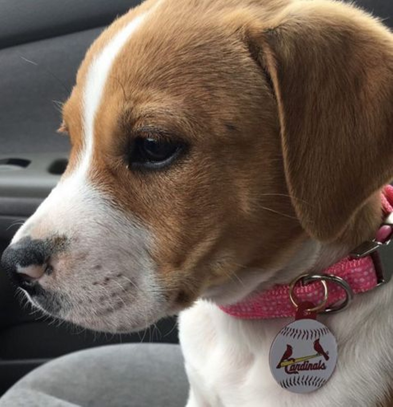 The collar of all collars. Photo courtesy of Instagram / joleigh_love.