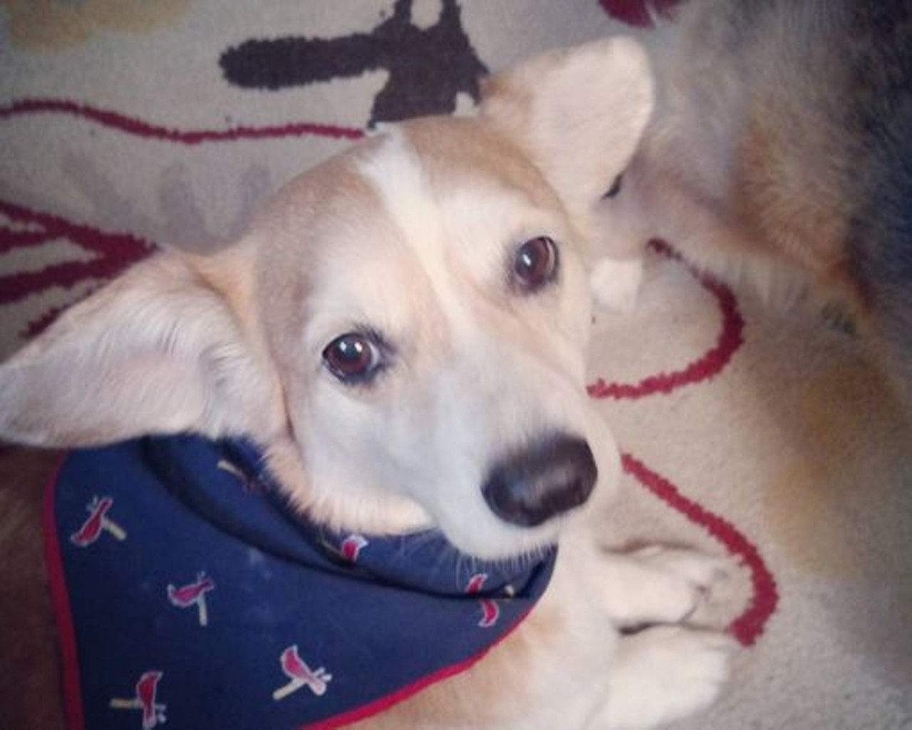 Everyone should have a Cardinals bandana. It's only right. Photo courtesy of Instagram / roser42697.