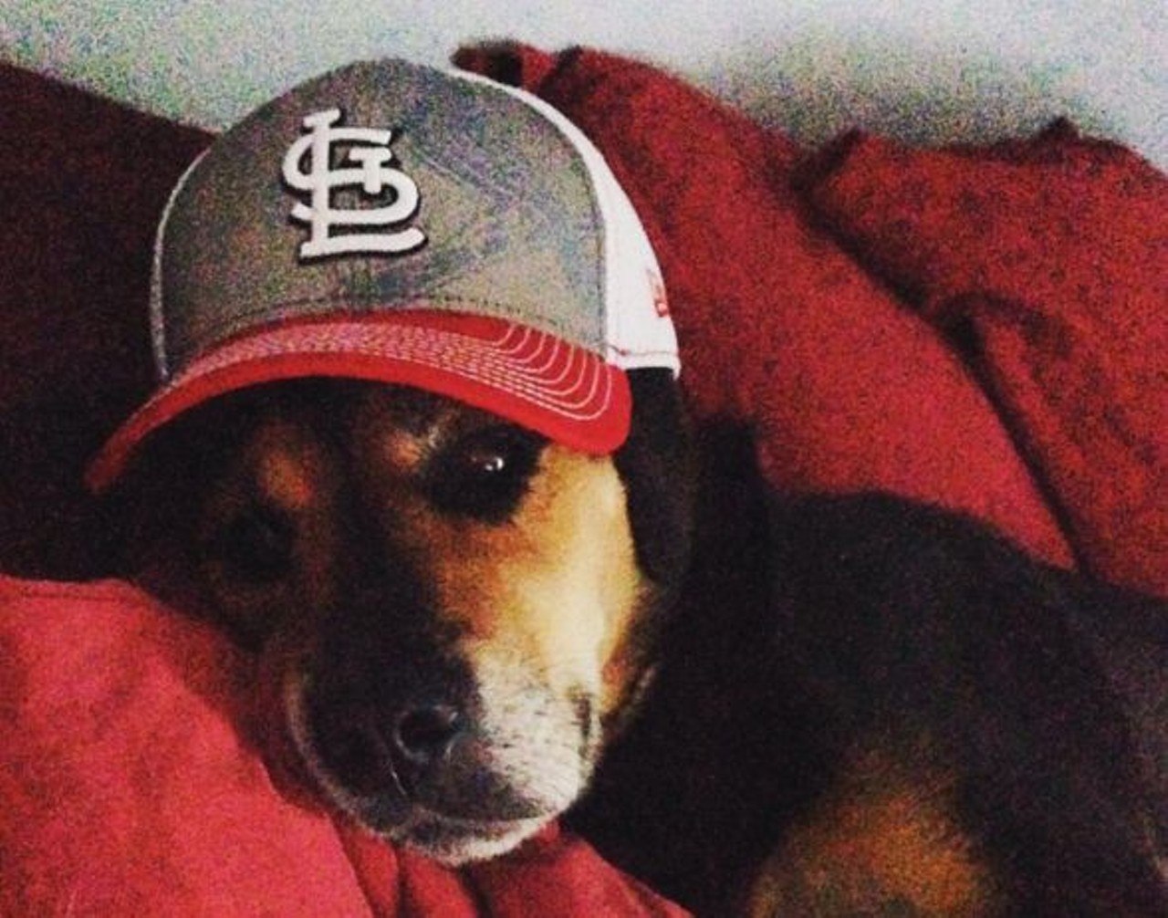 You know you're a true Cardinals fan when you go to bed with your ball cap on. Photo courtesy of Instagram / iberg34.