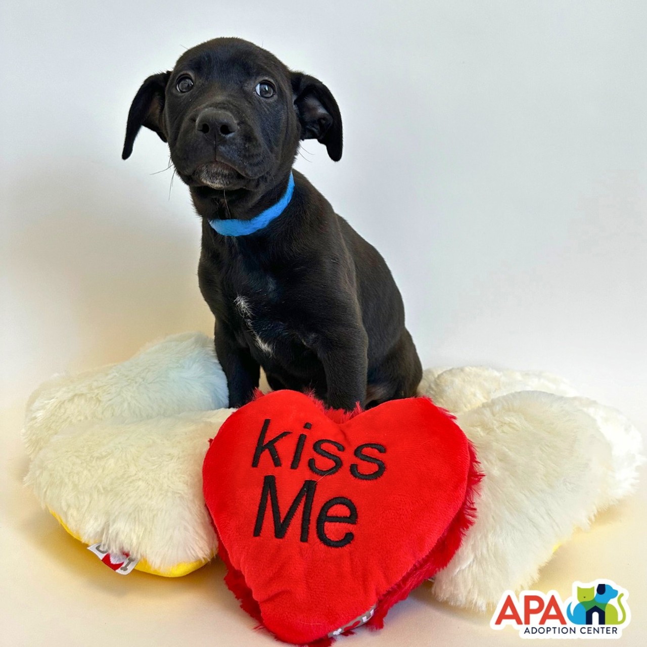 Sweethearts &amp; Snuggles
Spend Valentine&rsquo;s Day at the Animal Protective Association of Missouri (1705 South Hanley Road, Brentwood) for a one-of-a-kind date night that includes cuddles and playtime with adoptable pets, cocktails and hors d&rsquo;oeuvres. From 5 to 7 p.m., this 21-and-older event will allow you and your loved one to create heartwarming memories with some furry friends. Tickets are $40 and can be purchased on Eventbrite&rsquo;s website.