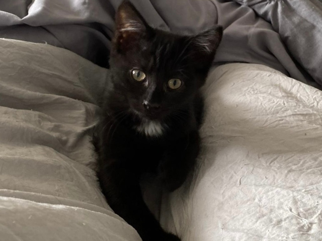 Lil Nas X; Available at Stray Rescue of St. Louis
(2320 Pine Street, 314-771-6121)
Whoever said black cats are bad luck was seriously mistaken. Lil Nas X, a five month old domestic shorthair, is a cutie looking for someone to call her by her name. Lil Nas X's biography on the Stray Rescue website says she plays hard and cuddles hard. Her animal ID is SRSL-A-6442. 
Photo credit: Stray Rescue of St. Louis