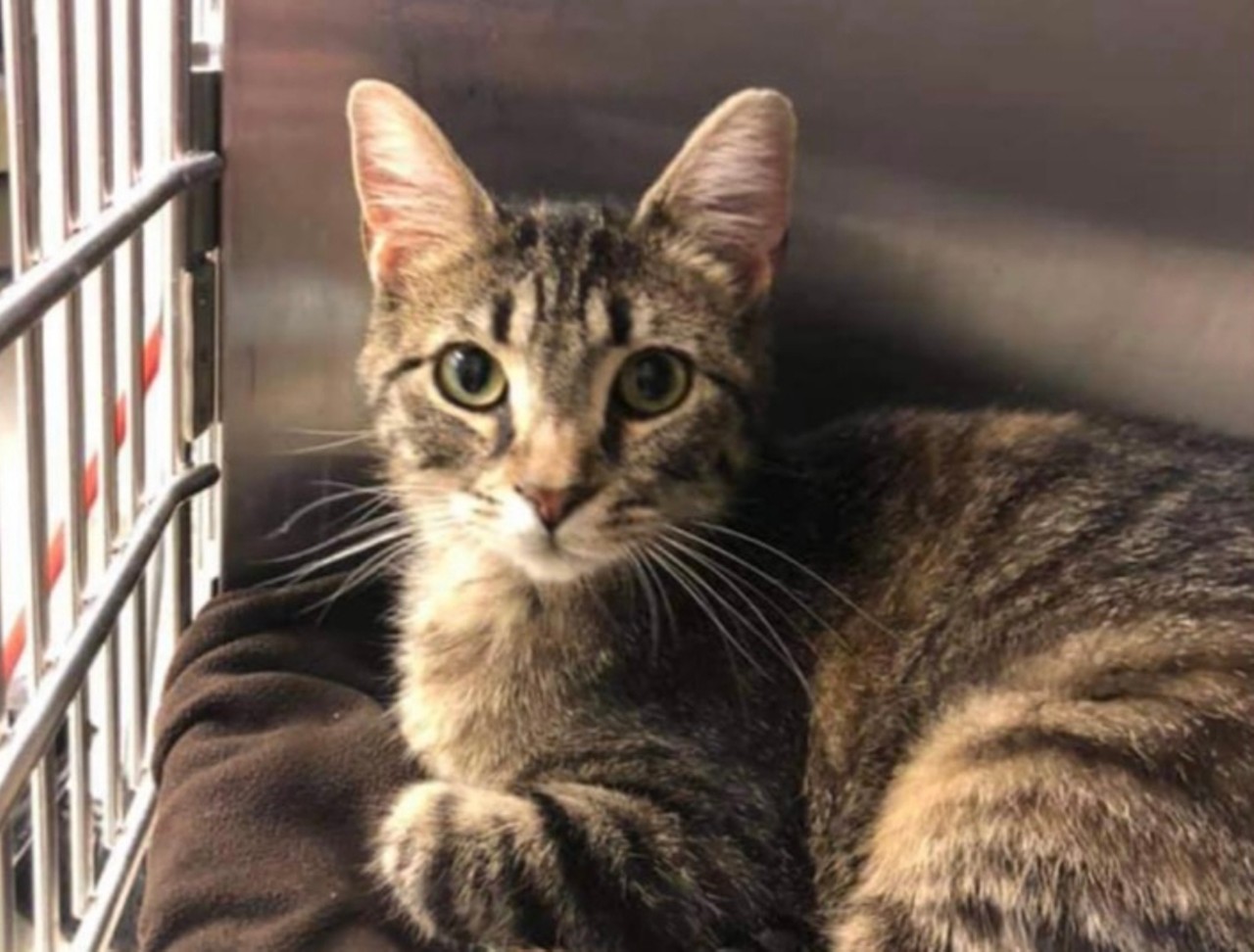 April; Available at Stray Rescue St. Louis
(2320 Pine Street, 314-771-6121)
April is looking for her forever family. She's a one year old domestic shorthair. Her animal ID is SRSL-A-6534.
Photo credit: Stray Rescue St. Louis