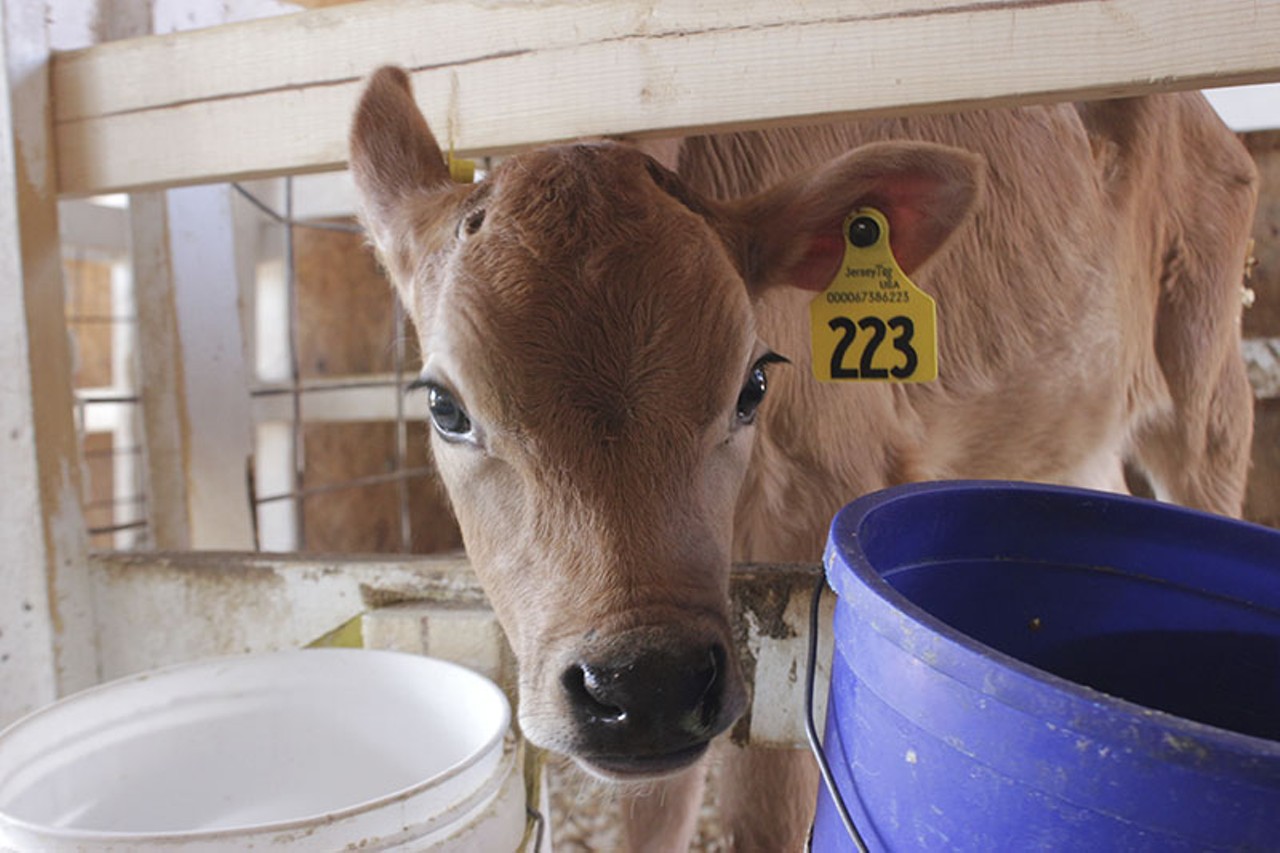 Visitors can tour the farm and meet the Jersey calves that will grow up to produce milk for the cheese. These babies are as adorable as they are useful. Photo by Allison Babka.