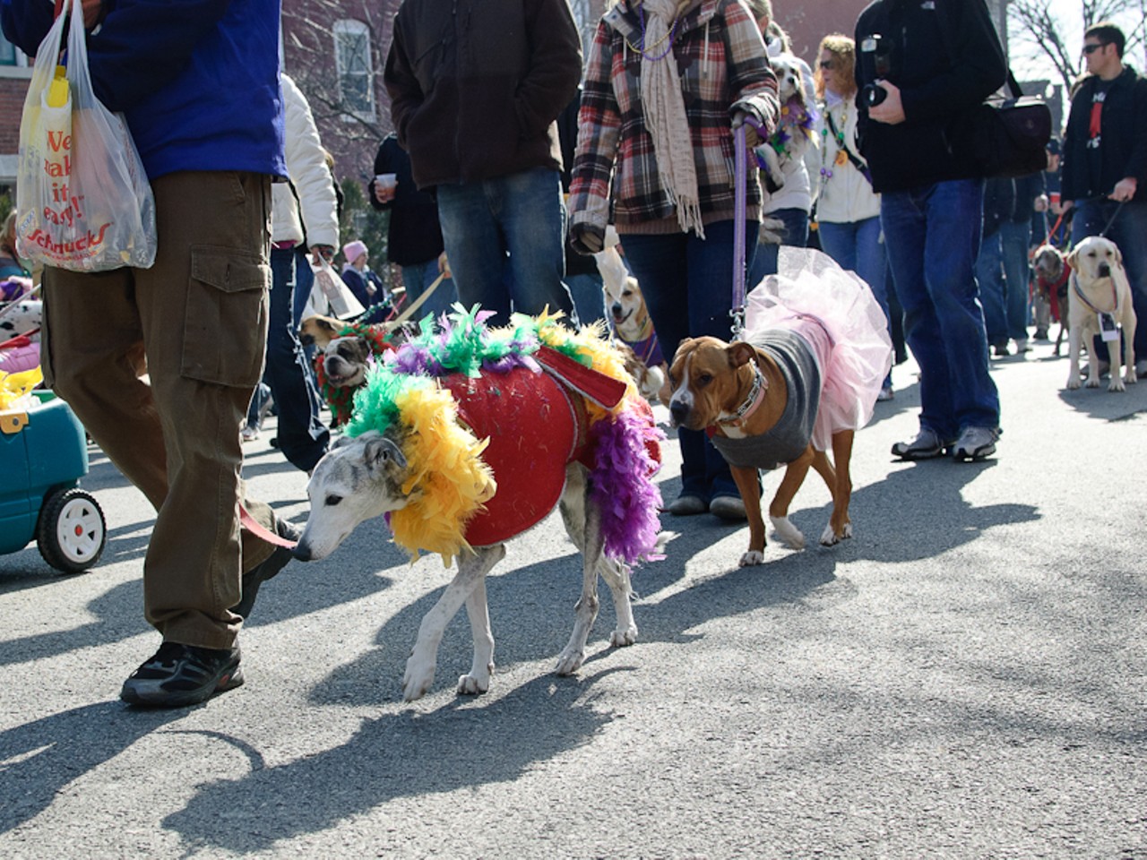 Mardi Gras for dogs? You betcha. The dog parade gives creative canines an excuse to get dressed up.