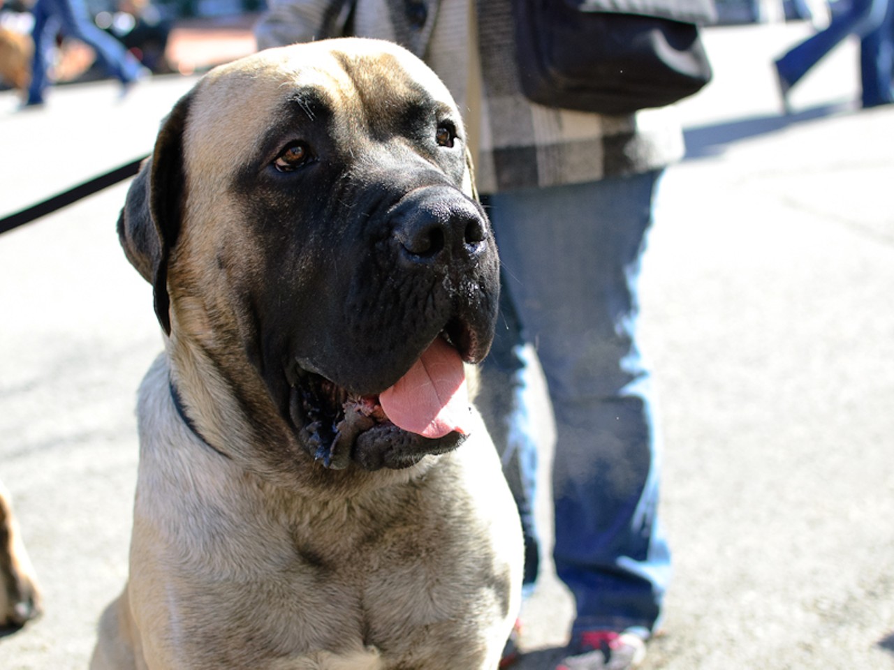 Soulard was also host to the annual Beggin' Pet Parade this Sunday -- and many pooches were out, strutting their stuff.