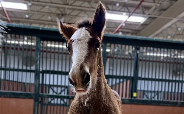 Look at this cute little boy! Anheuser-Busch has welcomed a new Clydesdale foal at their Warm Springs Ranch in Boonville.