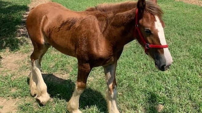 See Cute Baby Clydesdales at Grant's Farm This Weekend