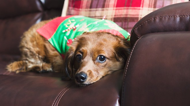 St. Louis' Bar K Invites Humans and Pups For Ugly Sweater Party