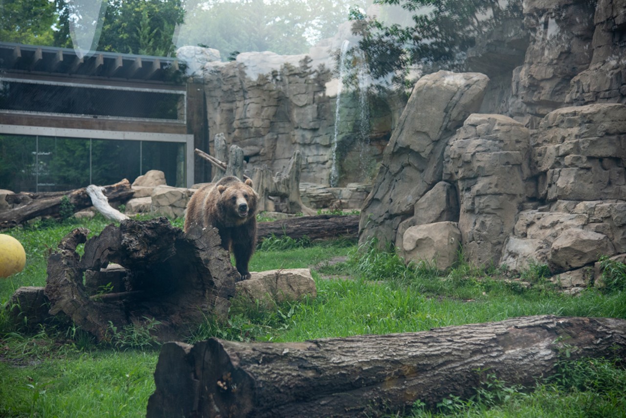 A grizzly bear says "hi" at the Saint Louis Zoo.