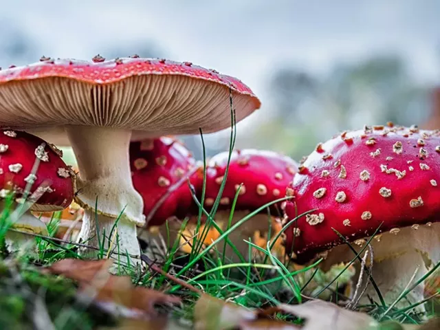 Assortment of Amanita Muscaria gummies for wellness, relaxation, and microdosing.