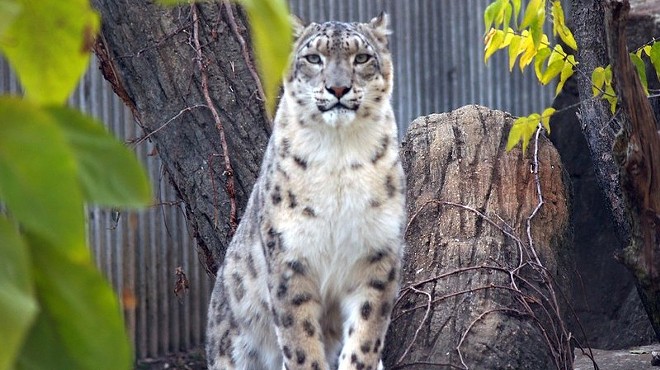 Big Cats at Saint Louis Zoo Test Positive For Virus That Causes COVID-19