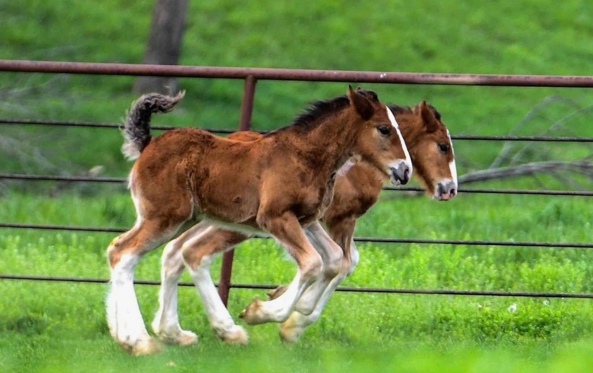 Budweiser has welcomed more than a dozen new foals this year.