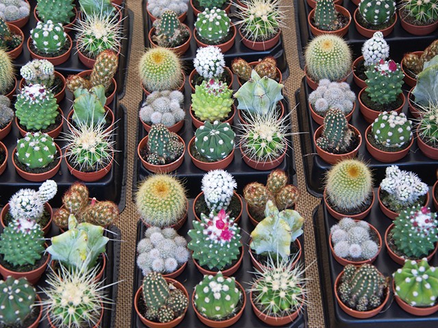 A selection of cacti