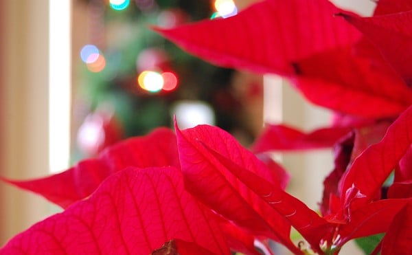 Close up image of a poinsettia with Christmas lights in the background.